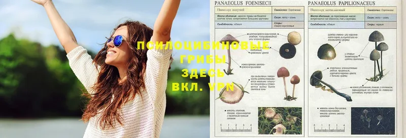 Галлюциногенные грибы Psilocybe  omg сайт  Мамоново 